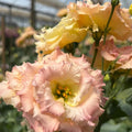 Live Pink Yellow Eustoma Lisianthus Plants, Flowers Seedlings, 3-5 Inches Heights, Well-Rooted Plug, Rose Plant for Garden