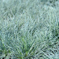 3 Pots 6 Plants Blue Fescue Grass Plants Live, Cold Hardy Ornamental Grass for Outdoor Home Décor
