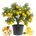 Quince Tree Plant Live, Cold Hardy Edible Fruit Tree, 2-3 Ft Tall