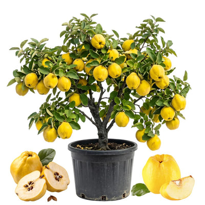 Quince Tree Plant Live, Cold Hardy Edible Fruit Tree, 2-3 Ft Tall