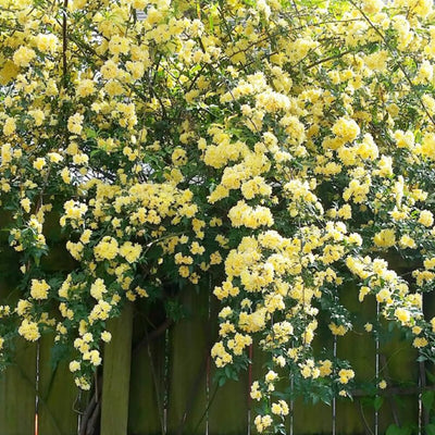 Rose Plant Live Ready to Plant, Fragrant Roses Flowers, in Pot, Ornamental Flowers Indoor Outdoor Home Garden (Lemon Rose)