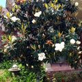 Sweetbay Magnolia Tree Live Plant, Magnolia Flower Plant, 6 to 12 Inches Tall, White Magnolia Plant Live