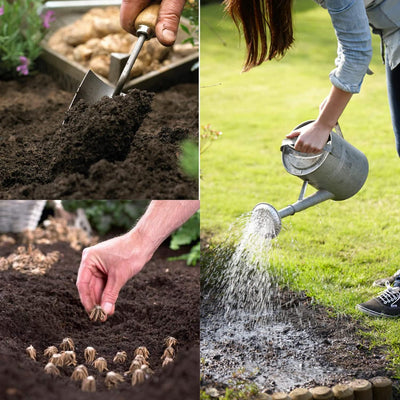 Purple Ranunculus Flowers Bulbs for Spring Planting, Perennial Flower Bulbs, Early Spring Flower to Plant Outside, Colorful Blooms Groundcover Bulbs, Top Size
