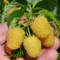Raspberry Plant Live for Planting 6 to 12 Inch Height, Raspberry Bush Live Plant to Grow, Sweet Raspberries Seedling Outdoor (Yellow Ann Raspberry)
