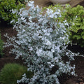 2 Baby Blue Eucalyptus Live Plants, Fragrant Leaf, Stater 5-9 Inches in Tall