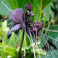 2 Black Bat Flower Tacca Chantrieri Plants Live for Gardening, in 2 Inch Pot, Black Orchid Bat Flowers Live Black Plant