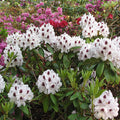 Big 1 Gallon Bright White Rhododendron Plants Live, 1-3 Years Old Azalea Plants Live Shrubs Bushes for Planting, Very Well Rooted