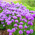 10 Perennial Chives Plant Live for Gardening Outdoors, Well Rooted Plants