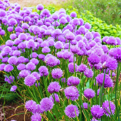10 Perennial Chives Plant Live for Gardening Outdoors, Well Rooted Plants