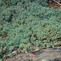 Blue Sedum Plant Live, Sun Succulent Live Plant Creeper 2.5 Inch Container, Moss Sedum Ground Cover