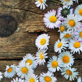 Daisy Flower Plant, White Daisy Plant Live Pot, Live Daisy Plant, 2.5 Inc Potted for Growing Indoor Outdoor