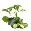 2 Zucchini Plants Live 4'' Pot, Green Squash Vegetable Plant for Garden, Zucchini for Raised Beds, Containers or Outdoor Growing, 2 Plants per Pot