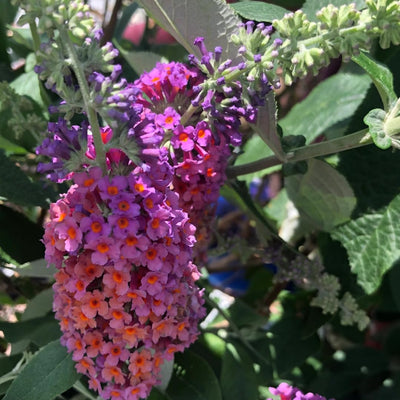 Bicolor Butterfly Bushes Plant, Butterfly Flowers Starter Plant, Cut Back Dormant, 3 to 6 Inch Tall for Butterfly Bushes, Fragrant Flowers for Garden