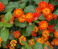 2 Lantana Plants Live, Lantana Live Plants for Planting Outdoors, Perennial Plants, Well Rooted, Random Color Lantana
