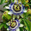 White Passion Flower Plant, Passion Flower Vine Perennial for Outdoor Garden, 4 Inc Pot