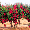 Red Don Juan Climbing Rose Live Plant, Donjuan Rose Climber Bushes Shrubs, Starter Size, 4 to 10 Inc Tall