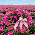 Pink Easter Cactus Live Plant, Hardy Perennial Easter Cactus, Vibrant Pink Blooming Spring Cactus, Indoor Houseplant, Flowering Holiday Cactus, 4–6 Inch Tall