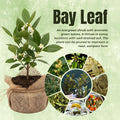 Laurus Nobilis Bay Leaf Live Plant, 8-11 Inc Tall from Bottom Pot, Bay Leaf Tree, Sweet Bay Laurel Herb Plant