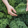 Kale Plant for Planting, Live Kale Plant in 4'’ Pot, Hardy Vegetable Seedling, 4-6 Inch Tall, Well-Rooted