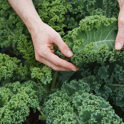 Kale Plant for Planting, Live Kale Plant in 4'’ Pot, Hardy Vegetable Seedling, 4-6 Inch Tall, Well-Rooted