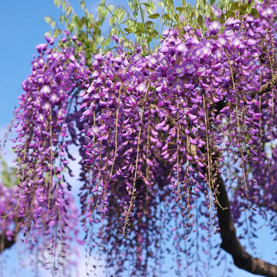 Purple Wisteria Live Plant for Planting, Wisteria Tree Live Plant 6 to 12 Inches Tall, in Pot, Wisteria Vine, Fragrant Wisteria Flowers