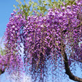 Set 3 Purple Wisteria Live Plants, 6 to 12 Inches Height, in Pot, Wisteria Vine Live Plants for Planting