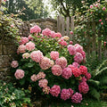Blue Hydrangea Bush Live Plant, Hardy Flower Shrub, 1-1.5 Ft Tall