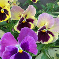 Pansy Assorted Flowers Live Plant, Vibrant Mixed Colors, 4 Inches Pot, Hardy Cool Season Outdoor Bloom for Spring and Fall Landscaping