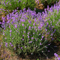 2 Phenomenal Lavender Live Plants, Fragrant Lavender Flowering Herb Plants, 4-8" Tall, Well Rooted for Gardens, Containers and Landscaping