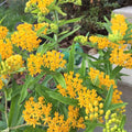 Set 3 Milkweed Plants Live, Yellow Milkweed Flower Live Plant for Outdoor Indoor Gardening, Well Rooted, 4''