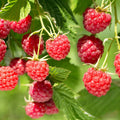 Raspberry Plant Live for Planting 6 to 12 Inch Height, Raspberry Bush Live Plant to Grow, Sweet Raspberries Seedling (Heritage Raspberry)