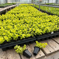 Golden Creeping Jenny Plug Live Plant, Colorful Trailing Ground Cover, Golden Foliage, 2-5 Inches Tall in Pot for Growing