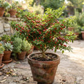 Chiltepin Pepper Live Plants, Hot Chili Pepper Plant, 4-7 Inch Tall in Pot