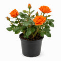 Orange Mini Rose Plant Live in 4 Inch Pot, Miniature Rose Flower Plant for Indoor Outdoor Garden, Patio and Home Decor, 4-6 Inches