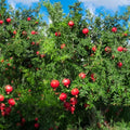 Pomegranate Tree Live Plant, Starter Size 1 Year Old Seedling in 4" Pot, Sweet Pomegranate for Indoor Outdoor Spring Planting