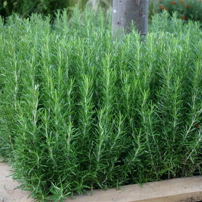 Rosemary Plant Live in 4'' Pot, Well Rooted Rosemary Herb Plant for Planting Indoor Outdoor, 6-8 Inch Tall