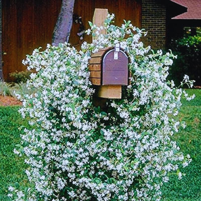 Jasmine Plant, Confederate Star Jasmine Plant, 4 to 6 Inc Tall Very Fragrant Vine, Jasmine Plant Indoor Live, Live Jasmine Plant, Jasmine Plant Live, White Jasmine Plant