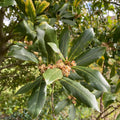 Bay Leaf Plant, Laurus Nobilis Bay Leaf Tree Live Plant, Laurel Plants Live, 8 to 10 Inc Tall