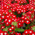 Set 2 Mix Verbena Plants, 4-8 Inc Tall, Red and White Blooms, Verbena Plants Live for Borders, Garden Beds and Containers