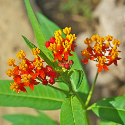 2 Milkweed Live Plants 4–7 Inches Tall, Milkweed Flowering Plants for Garden Beds, Borders or Landscape (Tropical Milkweed)