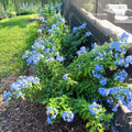 Blue Plumbago Plant Live, Plumbago Flower Live Plants, 4-6 Inches Tall, Tropical Flowering Shrub for Indoor Outdoor Garden