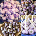 1 Lb Garlic Bulbs for Planting, 8 Hardy Garlic Bulbs for Planting Home Vegetable Garden or Raised Beds, Hardneck Garlic Bulbs