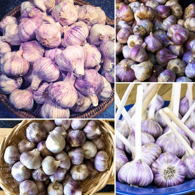 1 Lb Garlic Bulbs for Planting, 8 Hardy Garlic Bulbs for Planting Home Vegetable Garden or Raised Beds, Hardneck Garlic Bulbs