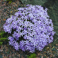 Blue Phlox Live Plant, Creeping Phlox Perennial, Blue-Purple Lavender Creeping Phlox, 1 to 3 Inc Starter Plant and Well Rooted