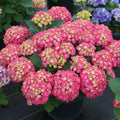 Pink to Deep Red Hydrangea Flower Plant Live 4" Pot, Hydrangea Shrub Flower Plants for Outdoor or Indoor Planting, Change Color Perennial Plant