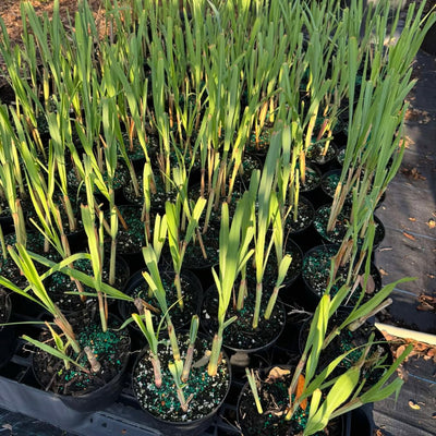 8 Lemongrass Live Plants, Fully Rooted Lemongrass Stalks, Drought-Tolerant, Fragrant Herb for Outdoor Garden