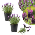 Lavender Plant Live, Fragrant Lavender Herb with Purple Blooms, Gardens, Containers, and Indoor Planting 2-3 Inches (Spanish)