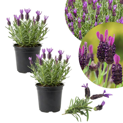Lavender Plant Live, Fragrant Lavender Herb with Purple Blooms, Gardens, Containers, and Indoor Planting 2-3 Inches (Spanish)