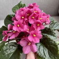 African Violet Plant, Live African Violet Flowers in 4'' Pot, Low-Maintenance Indoor Flowering Plant with Vibrant Blooms (Pink Blooms)