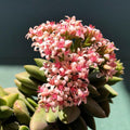 Crassula Springtime Plant, Rare Succulent Plant Live, 2 Inches Pot for Indoor Outdoor Landscape